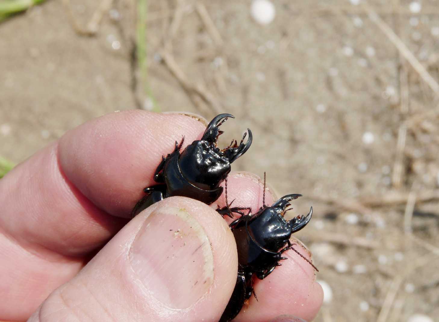 Scarites buparius maschio e femmina